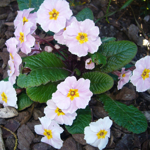 Alpines/Rockery