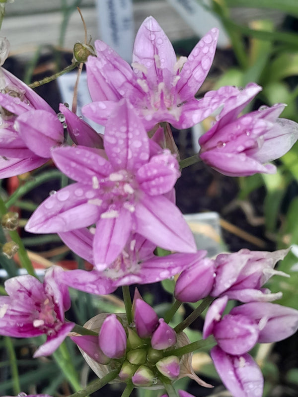 Allium Roseum 