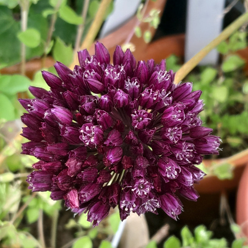 Allium Rotundum Flower