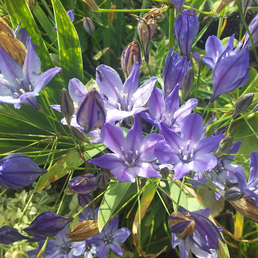 Brodiaea Queen Fabiola soft lilac blue flower cluster