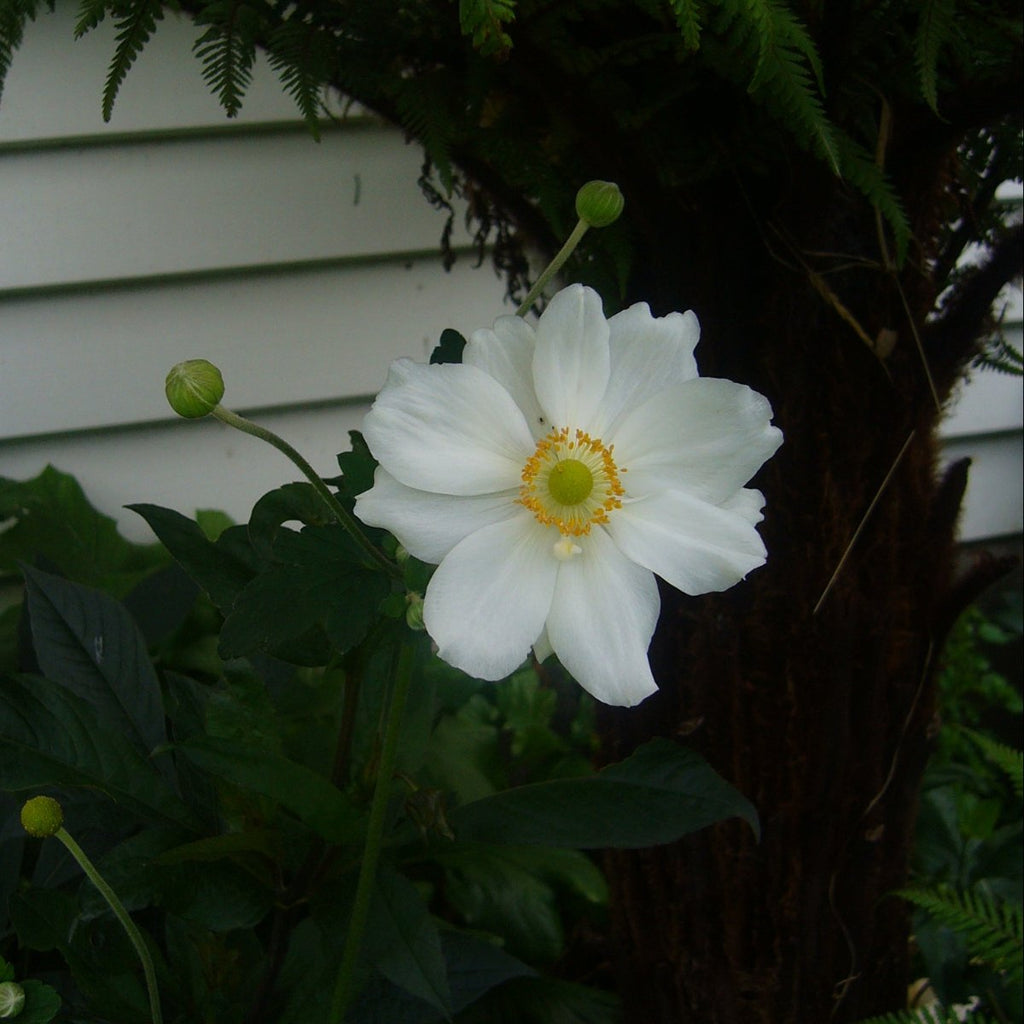 Anemone hupehensis open clear white flower with tightly closed bud behind and backdrop of dark green