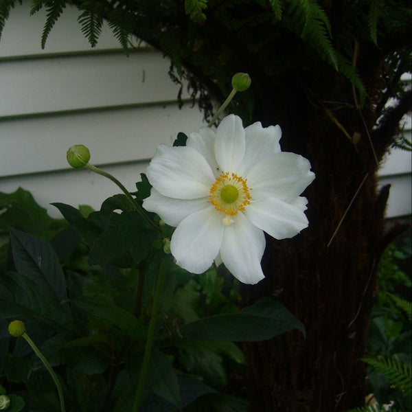 Anemone hupehensis open clear white flower with tightly closed bud behind and backdrop of dark green
