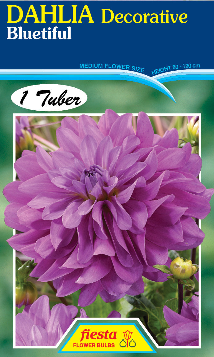 Dahlia decorative Bluetiful – The Fruitful Potager