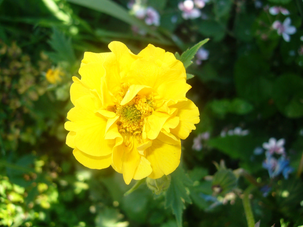 Geum 'Lady Stratheden'