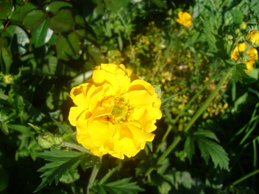 Geum 'Lady Stratheden'