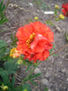 Geum Mrs Bradshaw