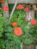 Geum Mrs Bradshaw plant