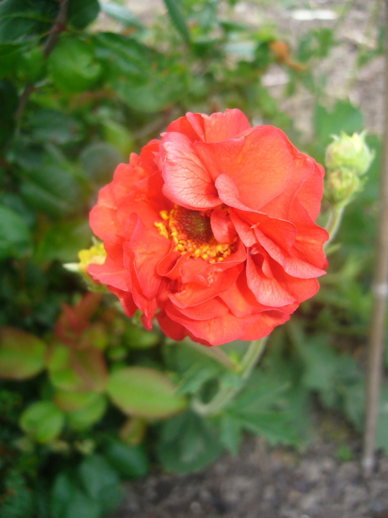 Geum Mrs Bradshaw flower