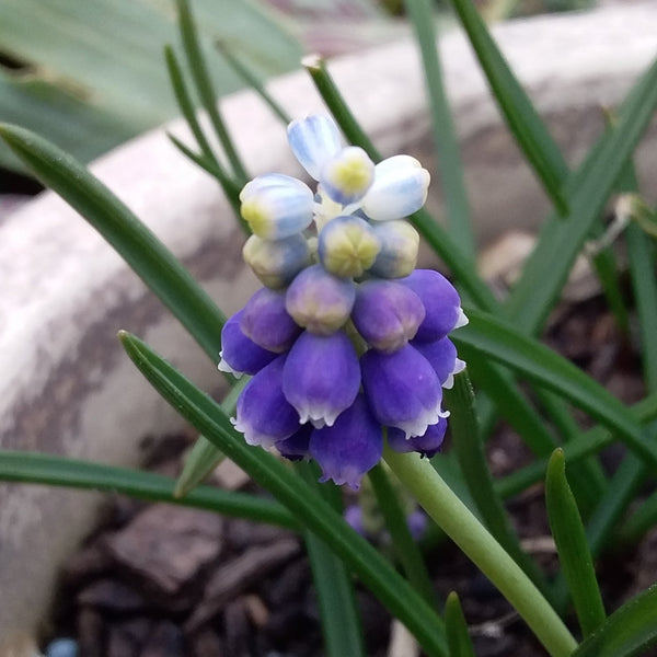 A blue muscari bulb with white-tips commonly known as grape hyacinth, growing in a ppot.